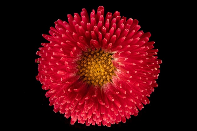 Bellissimo fiore rosa gerbera in fiore margherita su sfondo nero