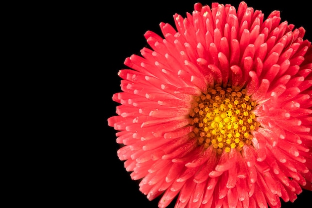 Bellissimo fiore rosa gerbera margherita su sfondo nero Foto ravvicinata