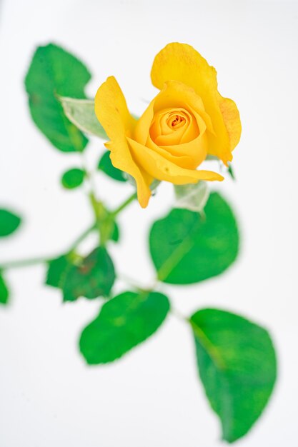 Bellissimo fiore rosa gialla, composizione floreale