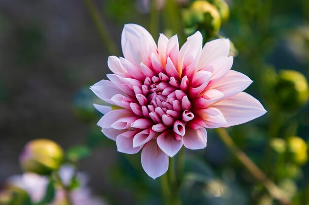 Bellissimo fiore rosa in fiore Dahlia nell'albero del giardino