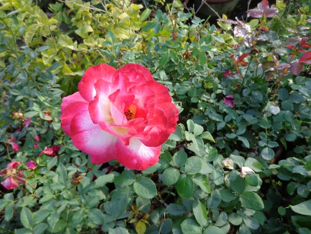 bellissimo fiore rosa in giardino