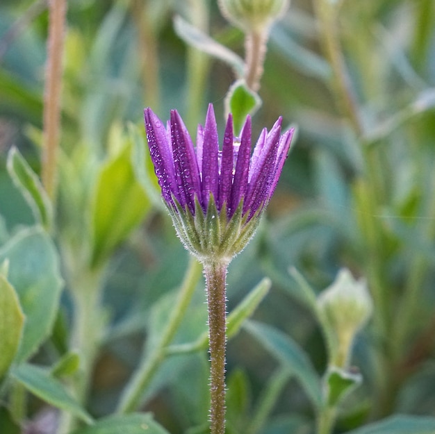 bellissimo fiore rosa in giardino