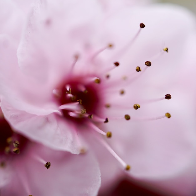 Bellissimo fiore rosa in primavera