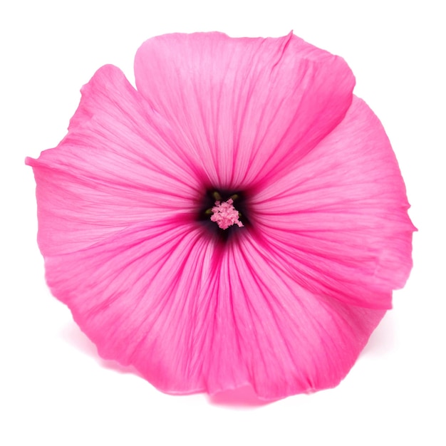 Bellissimo fiore rosa lavatera isolato su sfondo bianco. Disposizione piatta, vista dall'alto