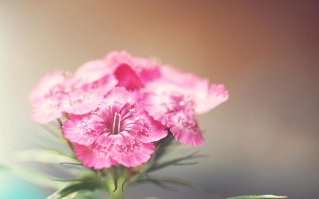 Bellissimo fiore rosa Pianta da interni