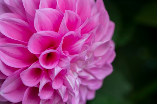 Bellissimo fiore rosa primo piano su sfondo verde