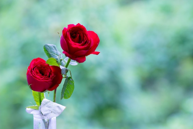 Bellissimo fiore rosa rossa in un bel sfondo chiaro