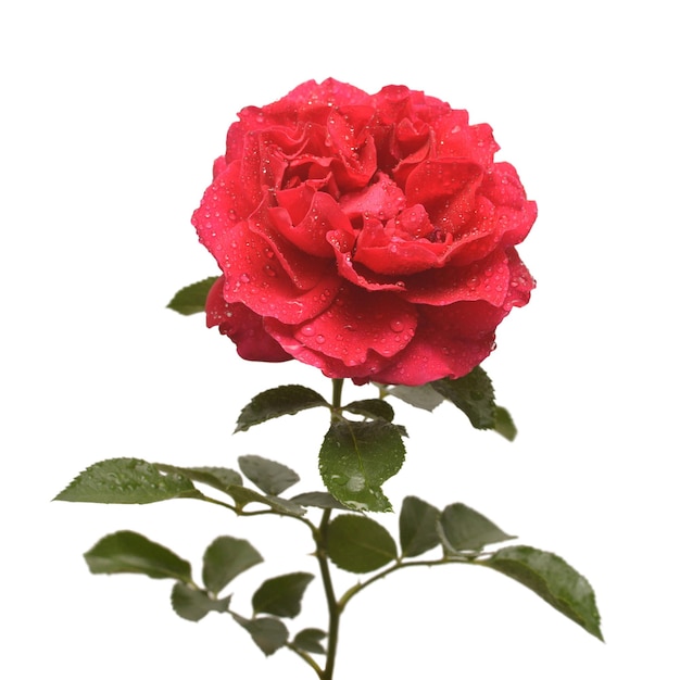 Bellissimo fiore rosa rossa isolato su sfondo bianco Biglietto di nozze Saluto Estate Primavera Vista dall'alto piatto laici Amore San Valentino