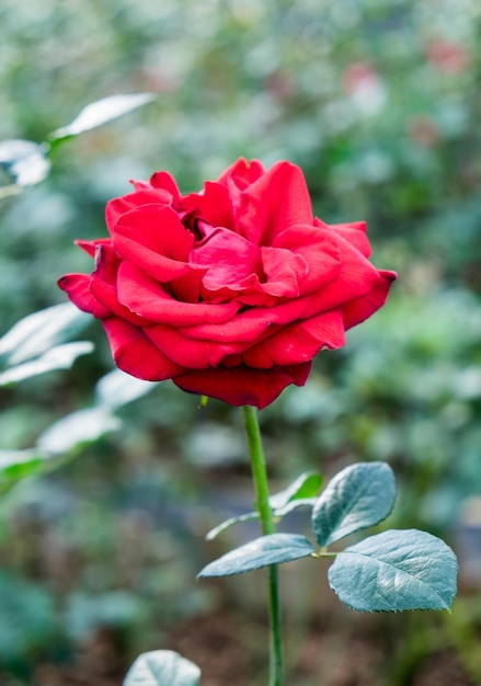 Bellissimo fiore rosa rossa