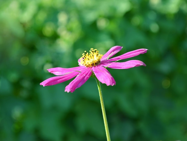 Bellissimo fiore rosa su sfondo verde