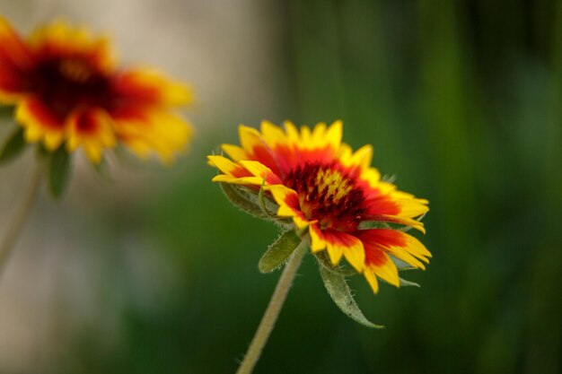 Bellissimo fiore rosso alla luce di una macrofotografia di una giornata di sole Messa a fuoco selettiva a bassa profondità