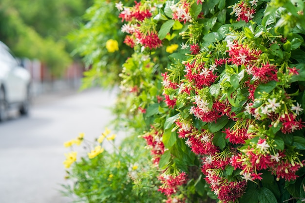 Bellissimo fiore rosso Combretum indicum