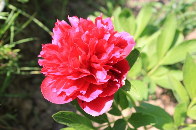 Bellissimo fiore rosso di peonia in giardino