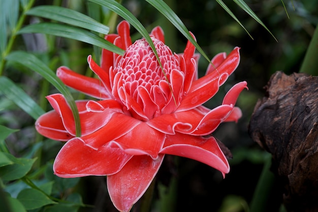 Bellissimo fiore rosso Etlingera Elatior in giardino