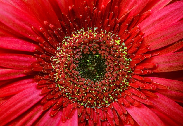 Bellissimo fiore rosso in primo piano