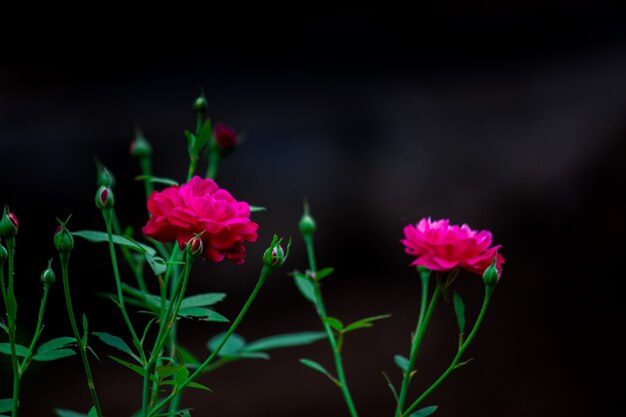 Bellissimo fiore rosso rosa sboccia nel giardino naturale con rami e foglie verdi