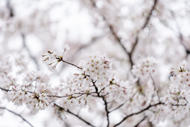 Bellissimo fiore Sakura, Cherry Blossom