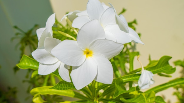 Bellissimo fiore sbocciato nell'albero