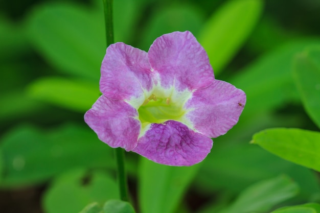 Bellissimo fiore selvaggio nella foresta