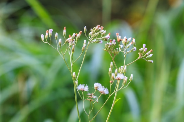 Bellissimo fiore selvaggio nella foresta