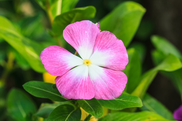 Bellissimo fiore selvaggio nella foresta