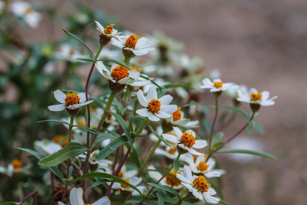 Bellissimo fiore selvaggio nella foresta