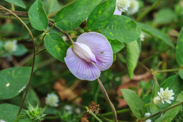 Bellissimo fiore selvaggio nella foresta