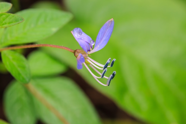 bellissimo fiore selvaggio nella foresta