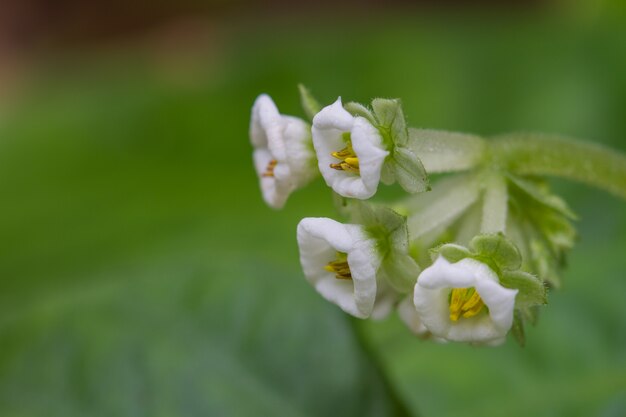 Bellissimo fiore selvaggio nella foresta