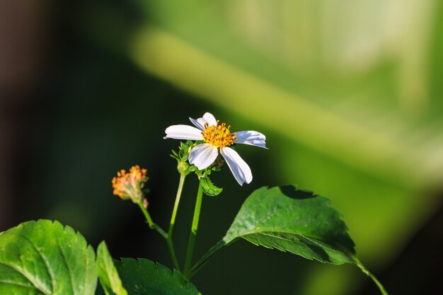 Bellissimo fiore selvaggio nella foresta