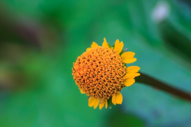 Bellissimo fiore selvaggio nella foresta