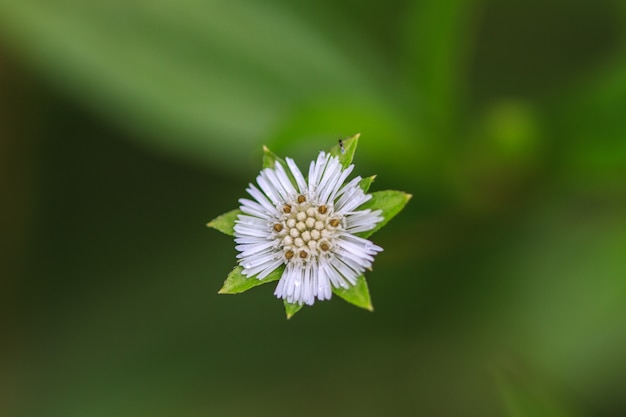 Bellissimo fiore selvaggio nella foresta