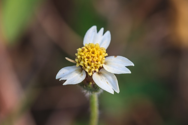 Bellissimo fiore selvaggio nella foresta