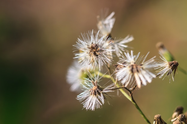 Bellissimo fiore selvaggio nella foresta