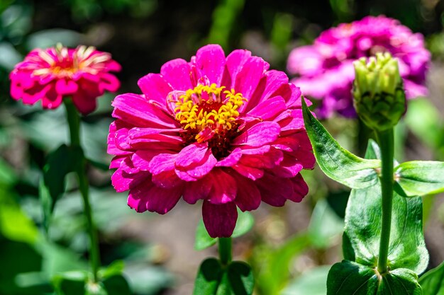 Bellissimo fiore selvatico crescente zinnia elegans sul prato di sfondo