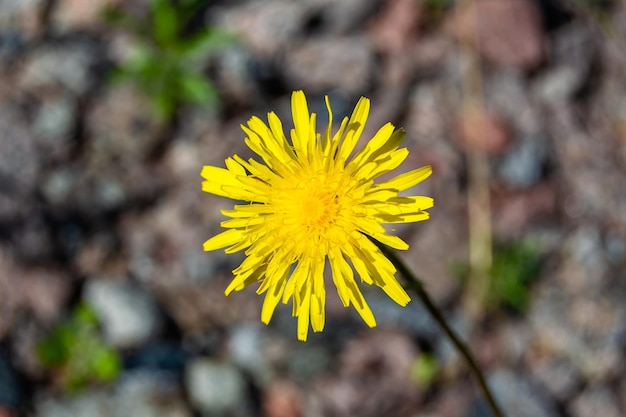 Bellissimo fiore selvatico in crescita dente di leone giallo su sfondo prato foto composto da fiore selvatico in crescita dente di leone giallo al prato fiore selvatico in crescita dente di leone giallo nella campagna di prati di erbe