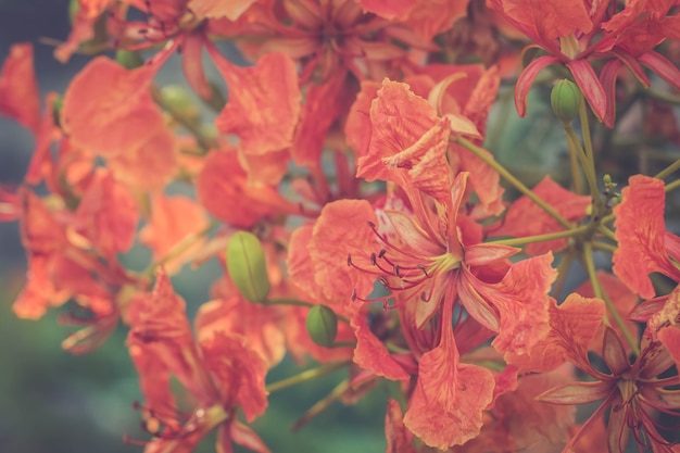 Bellissimo fiore sgargiante rosso reale di Poinciana. Bella poinciana reale rossa o fiore sgargiante (Delonix regia). È specie di pianta da fiore nella famiglia dei fagioli. Paradiso, ragazzo.