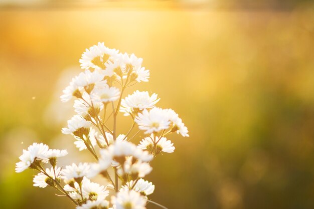 Bellissimo fiore soft focus