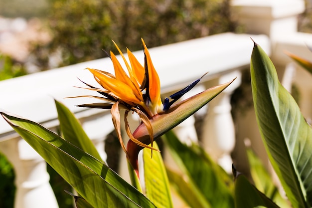 Bellissimo fiore Strelitzia reginae in giardino.