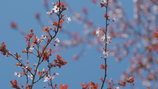 Bellissimo fiore su uno sfondo astratto sfocato bellissimo fiore di ciliegio rosa brillante in primavera