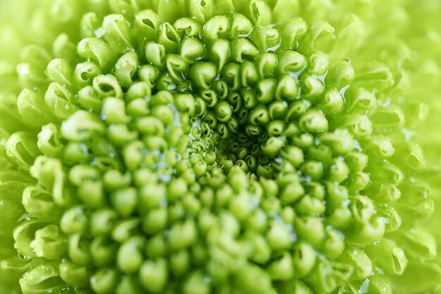 Bellissimo fiore verde primo piano Sfondo della natura