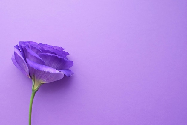 Bellissimo fiore viola di eustoma lisianthus in piena fioritura con foglie verdi su sfondo viola