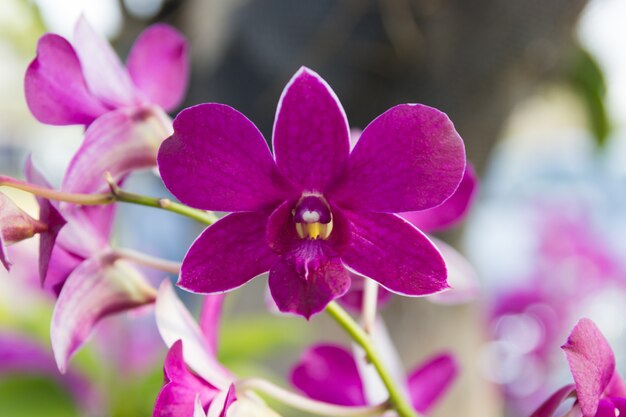 Bellissimo fiore viola orchidea