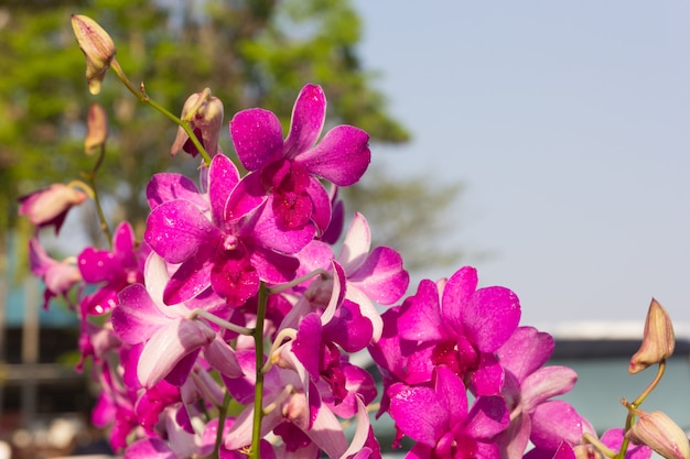 Bellissimo fiore viola orchidea