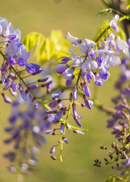 Bellissimo fiore viola Wisteria Sinensis in una giornata di sole in Grecia