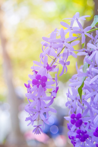 Bellissimo fiore viola