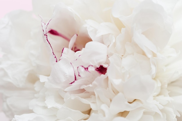 Bellissimo fiorito da petali rosa bianchi di peonia Tenero fiore estivo da vicino Naturale