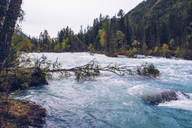 Bellissimo fiume che scorre in montagna. Fiume blu di Kucherla nel parco nazionale di Belukha, montagne di Altai, Siberia, Russia