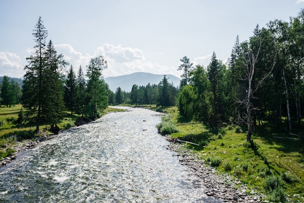 Bellissimo fiume di montagna con acqua limpida nella foresta tra una ricca flora in una giornata di sole. Meraviglioso paesaggio al ruscello di montagna con acqua trasparente. Scenario colorato con piacevole freschezza della foresta.