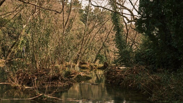 Bellissimo fiume nella natura